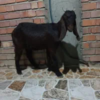 کهره پاکستانی