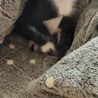 واگذاری رایگان