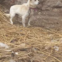 پاکوتاه سرابی