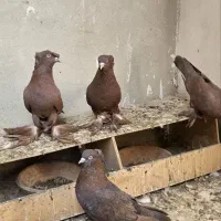 رواعب رواعبی دوکاکل|پرنده|قم, شهرک سازمان آب|دیوار