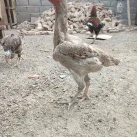 تعدادی مرغ لاری اصیل