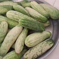 خیارمحلی تروتازه چیده شده
