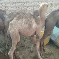 شتر حاشی نر 3نفر