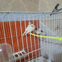 جوجه قناری رسمی