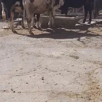 گوساله ماده