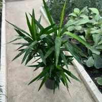 گل یوکا|گل و گیاه طبیعی|رشت, بیجارپس|دیوار