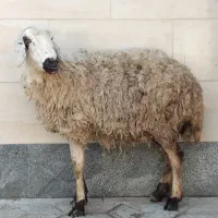 میش شیری دوازده هشتصد بزغاله بزرگ چهار نیم