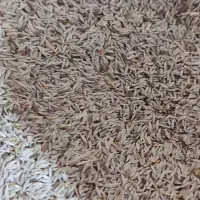 بذر کاهو