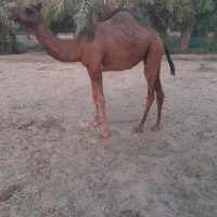 شتر جوان