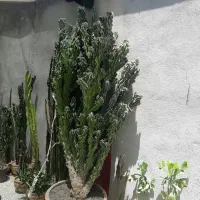 گل صخره ای