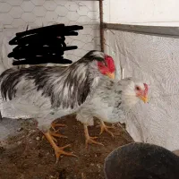 مرغ و خروس گلین