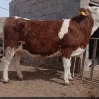 گوساله سیمینتال چاق