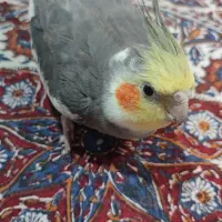 عروس‌هلندی پونه‌هه/