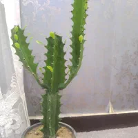 گل و گیاه