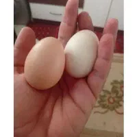 تخم مرغ محلی تازه سالم زرده نارنجی