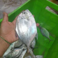 ماهی تازه  میشک پیک رایگان