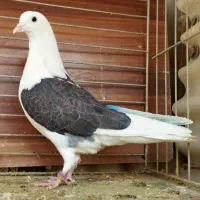 هفت طوق جوجه|پرنده|تهران, نیروی هوایی (پیروزی)|دیوار