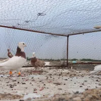 تعدادی گرفتنی شرط دور بازی پامیل|پرنده|دزفول, |دیوار