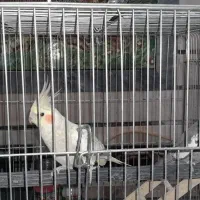 فروش عروس هلندی نر و ماده به قیمت خوب