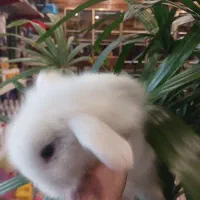 بچه خرگوش مینی لوپ