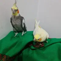 ۲ عدد عروس هلندی بالغ