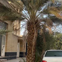 برش قطع وهرس وچیدن خوشه های خرما|خدمات باغبانی و درختکاری|زاهدان, |دیوار