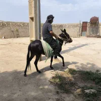 قاطر 3 سال|حیوانات مزرعه|کوهدشت, |دیوار