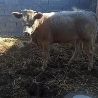 گوساله 7ماهه