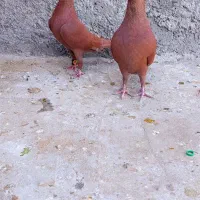 سرخ|پرنده|زاهدان, |دیوار