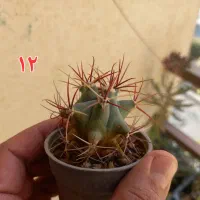 ۱۰ گلدان کاکتوس و گل|گل و گیاه طبیعی|یزد, |دیوار