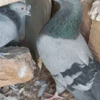 چنتا بازیکن خوشگل