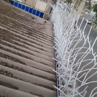 اولین تولید کننده دار شوشتر حفاظ شاخ گوزنی