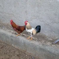 خروس محلی جوان خوشصدا