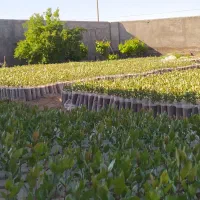 نهال پسته امسالی کاملا افتابی محل رویش فضا باز