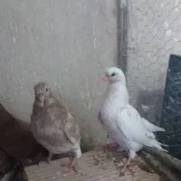 جوجه|پرنده|پیشوا, |دیوار