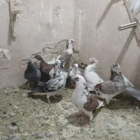 کبوتر بوم