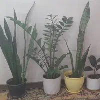چهار گل آپارتمانی