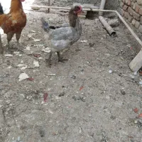 خروس