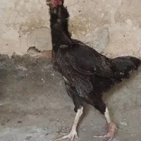 مرغ لاری بهترین نسل