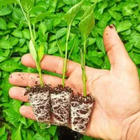 نشا گوجه،فلفل،بادمجان،کرفس|خدمات باغبانی و درختکاری|شوشتر, |دیوار