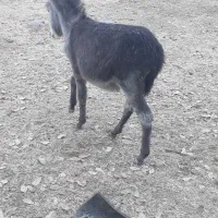 نوپلان ماده|حیوانات مزرعه|بدره, |دیوار