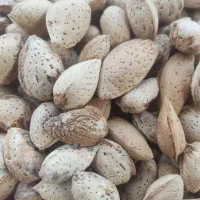 بادام کاغذی ۲تن فروشی