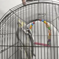 عروس هلندی و مرغ عشق قفس|پرنده|چناران, |دیوار