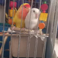 طوطی برزیلی جفت