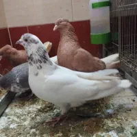 یک جفت پرنده