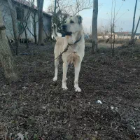 سگ سرابی|سگ|رشت, کوی امام رضا|دیوار