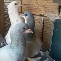 چهار عدد کبوتر