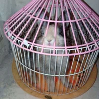 خرگوش قهوه ای ماده