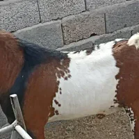 نری صومال براسرگله ۴عددگیسه بره ماده کوچک بندرلنگه