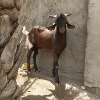 پازن گله|حیوانات مزرعه|برازجان, |دیوار